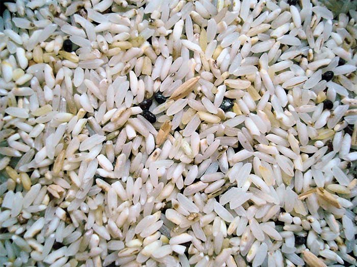 Sortex Rejects Grains